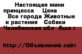 Настоящая мини принцесса  › Цена ­ 25 000 - Все города Животные и растения » Собаки   . Челябинская обл.,Аша г.